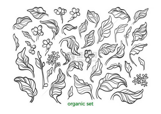 矢量自然集逼真的植物咖啡叶豆花素描艺术线条设计白色背景上的花卉孤立有机素食品热带植物复古符号图片