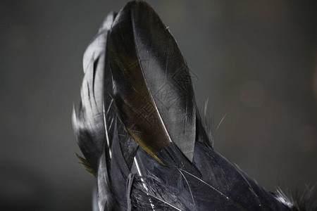 黑色背景上的黑色羽毛抽象图片