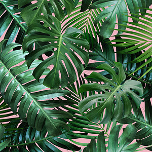 粉红色背景上的热带树叶图片