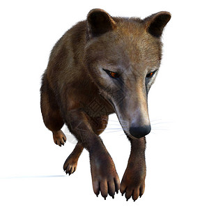 袋狼是澳大利亚塔斯马尼亚和新几内亚全新世时期已图片