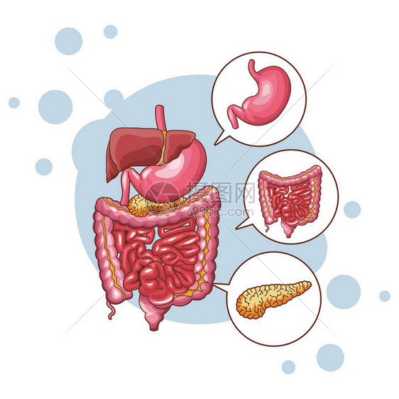 消化系统零件矢量图解平面设计图片