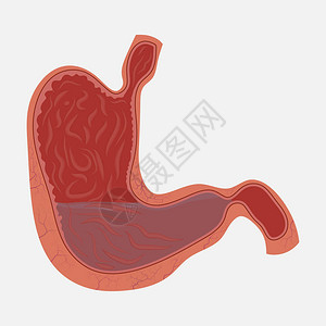 风干肠胃部图人体解剖医疗津贴教育生物学平插画