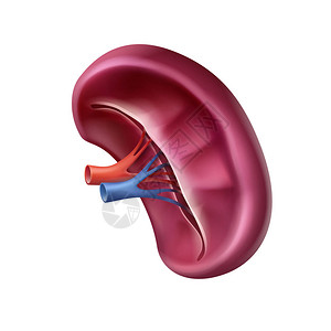 矢量现实健康的人类脾脏关闭白色背景上图片