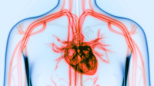 人体器官心脏解剖图片