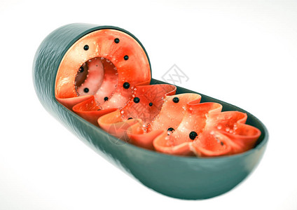 Mitochondrion近身特写图片