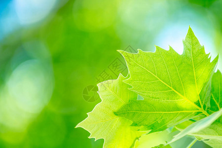青绿新树叶抽象自然背景bokoh背景春图片