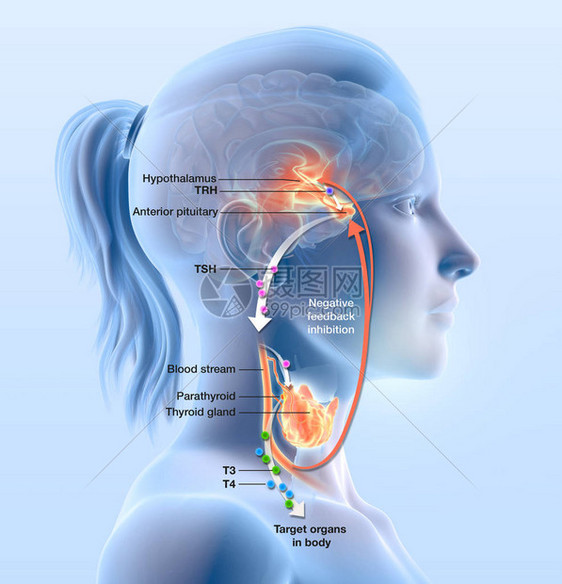 甲状腺功能图显示下丘脑垂体前叶甲状腺激素和甲状图片