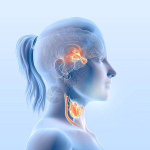 甲状腺功能图显示下丘脑垂体前叶甲状腺激素和甲状图片