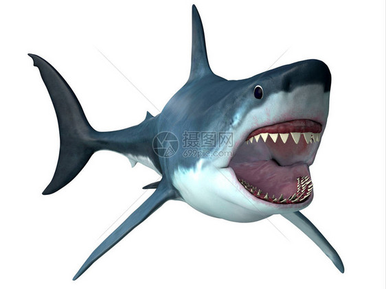 梅加洛登是一条巨大的食肉鲨鱼游荡在普里斯特恩图片