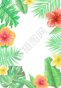热带外来热带树叶和花架棕榈叶木和羽流手绘彩色铅笔图解图片