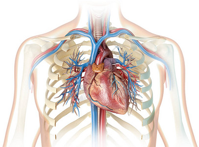 心脏与肋骨位置关系图图片
