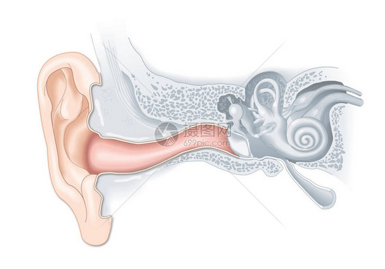 人体耳解剖医学精图片