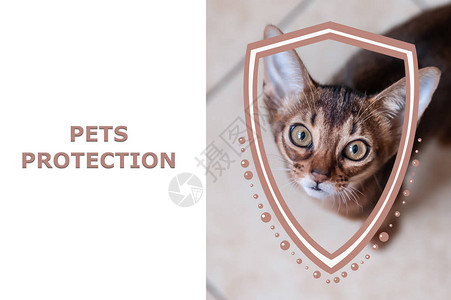 宠物保护概念小猫和盾牌插图的肖像保护宠物免受饥饿和寒冷图片