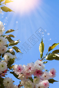 白樱桃花抽象的春天开花背景春天带有复制空间色调和模图片