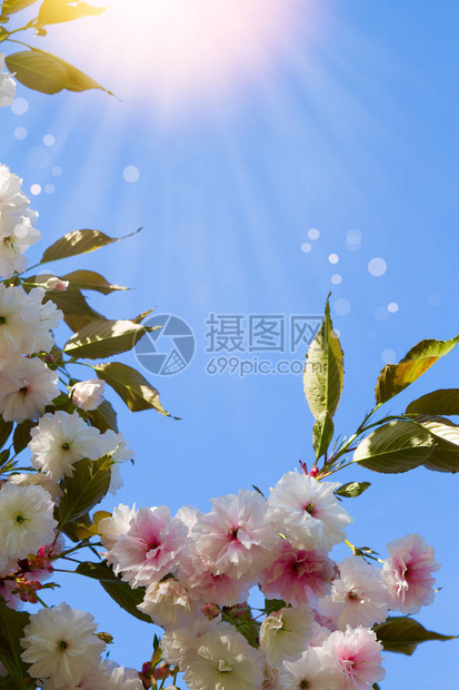 白樱桃花抽象的春天开花背景春天带有复制空间色调和模图片
