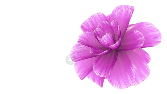 鲜花插图被孤立在新的优质的节日美景天然花朵冷却的4k图片
