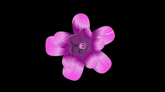 鲜花插图被孤立在新的优质的节日天然花朵冷却的4k图片