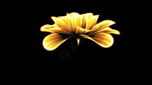 鲜花插图被孤立在新的优质节日天然花朵冷却的4k图片