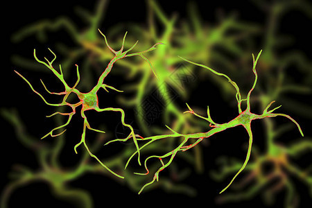 将神经元细胞连接到血管图片