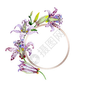 紫罗兰花植物花孤立的野生春叶野花水彩背景插图集水彩画时尚水彩画框架图片