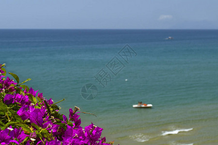 夏季背景海滩大海鲜花和天空抽象背景用于添加文本关闭户外夏天即图片