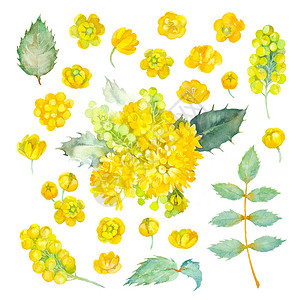 十大功劳一套黄色的花芽和俄勒冈葡萄的叶子在白色背景图片