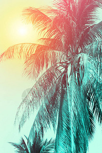 渐变色椰子树设计图片