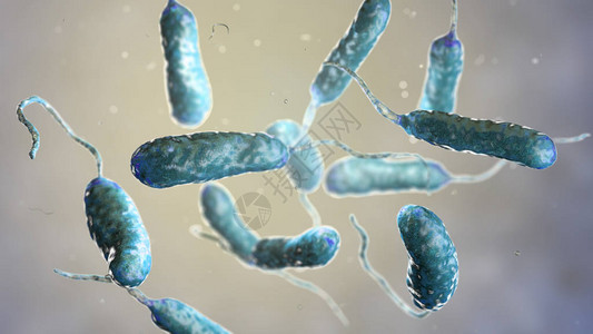 细菌创伤弧菌图片