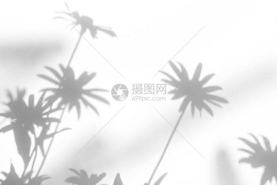 白墙上花朵的灰色阴影抽象的中自然概念背景文本的空间图片