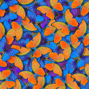 黄蝴蝶纹理背景蓝色和橙色自然抽象背景飞行中的蝴图片