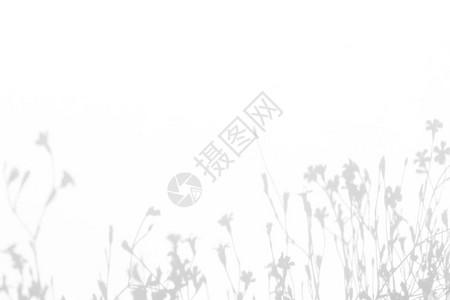 白色墙壁上精致花朵的灰色阴影抽象的中自然概念背景文本的空间模糊图片