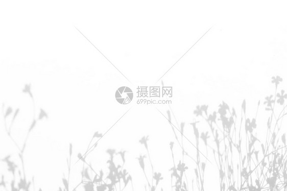 白色墙壁上精致花朵的灰色阴影抽象的中自然概念背景文本的空间模糊图片