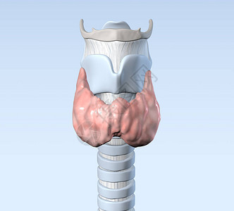 甲状腺有气管甲状腺软骨胸图片