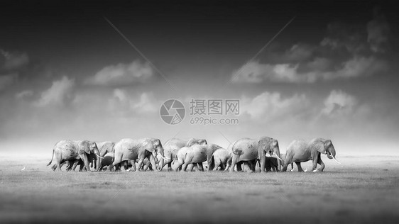 大型非洲大象群Loxodonta图片