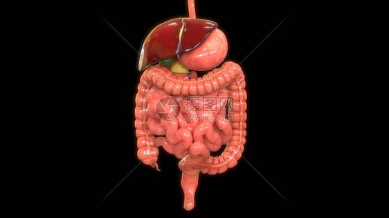 人体消化系统解剖学的3D插图图片