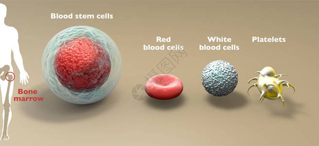 造血干细胞是一种未成熟的细胞图片
