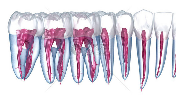 牙根解剖图片