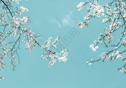 花趋势品牌卡和植物装饰概念绿松石背景的花卉抽象艺术复古樱桃花作为豪华假日设图片