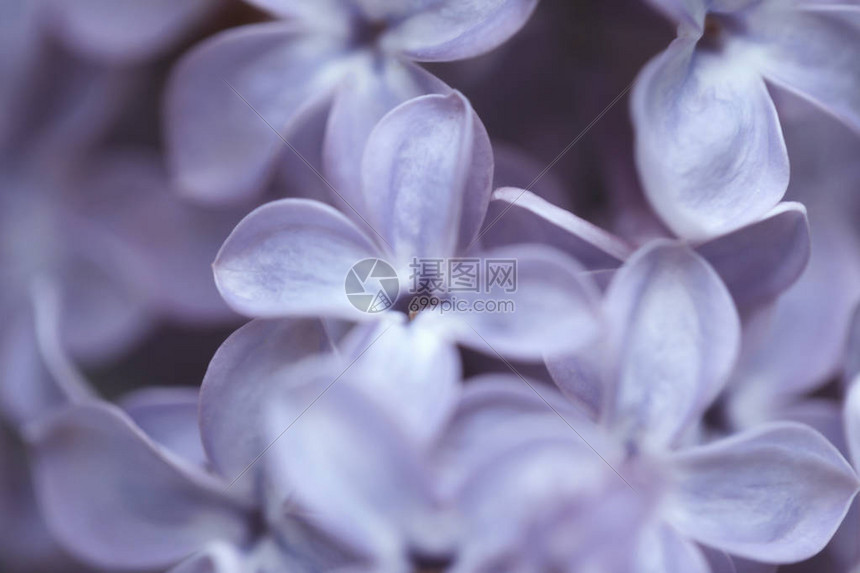 淡紫色花的模糊抽象背景图片