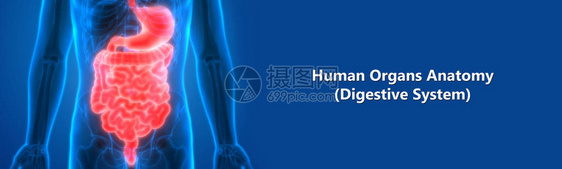 人类消化系统3D图片