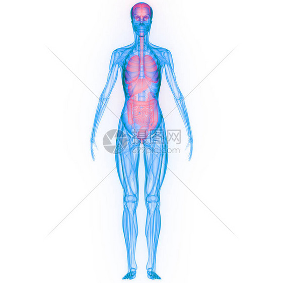 人体器官解剖学的3D插图片