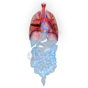 人体呼吸系统肺图片