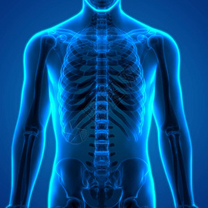 人类骨骼系统RibCage解剖学3图片