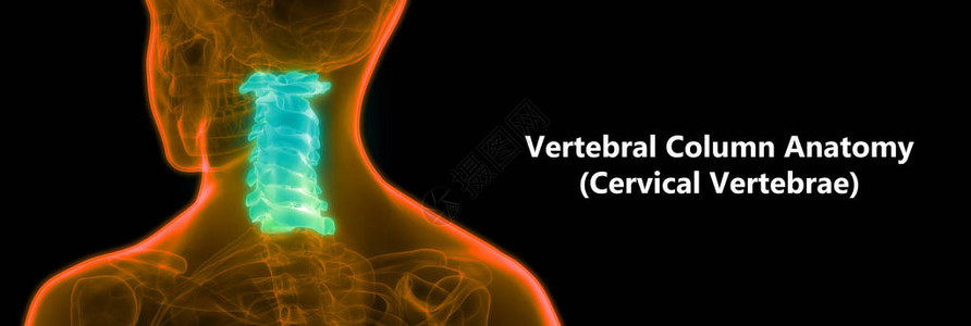 人类骨骼解剖子宫脊椎横向视图的一部分3D图片