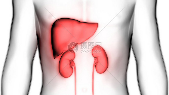 与泌尿系统解剖学的人肝脏3图片
