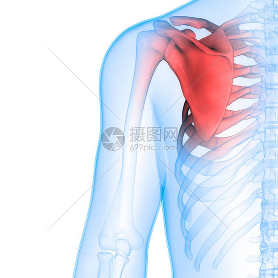 人体骨骼系统骨关节解剖学3D图片