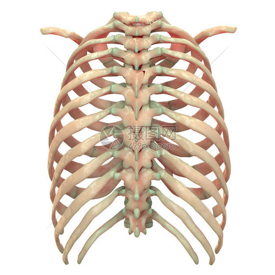 人类皮肤系统轴心骨质素解剖图片