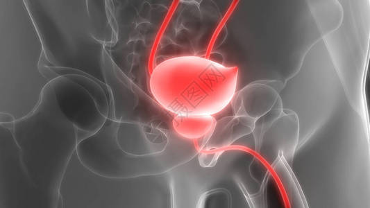 泌尿系统膀胱解剖3D图片