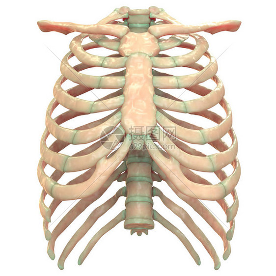 人类皮肤系统轴心骨质素解剖图片