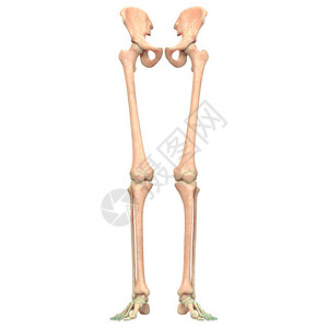 人类骨骼系统HipBo图片